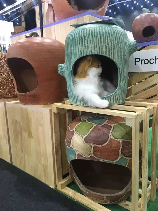 宠物店