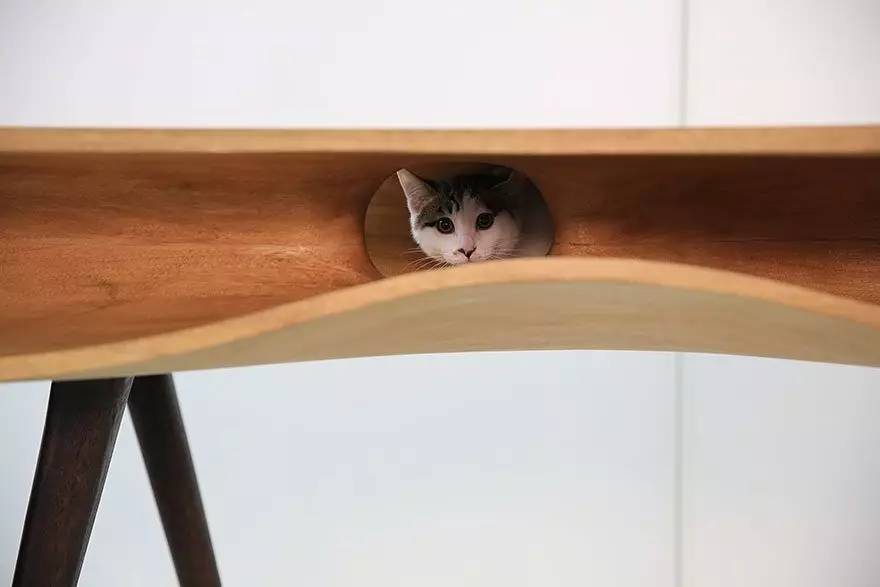 家庭室内宠物设计