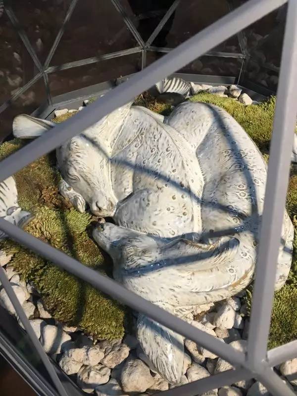 家庭室内宠物设计